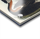 Red-necked Grebe Acrylic print