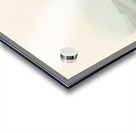 Semipalmated Sandpiper Acrylic print