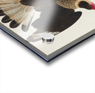 Brasilian Caracara Eagle Acrylic print