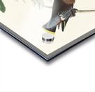 Rusty Grakle Acrylic print