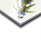 Connecticut Warbler Acrylic print