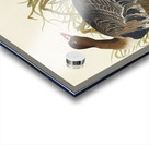 White-fronted Goose Acrylic print