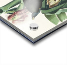 Purple Grakle or Common Crow Blackbird Acrylic print