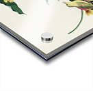 Rathbone Warbler Acrylic print