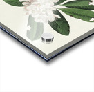 Canada Warbler Acrylic print