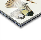 Great Crested Flycatcher Acrylic print