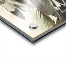 Semipalmated Snipe or Willet Acrylic print