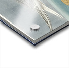 Sandwich Tern Acrylic print