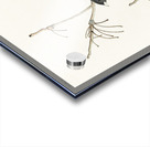 Snow Bird Acrylic print