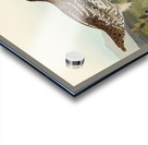 Sharp-tailed Grouse Acrylic print