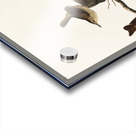 House Wren Acrylic print