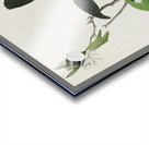 Palm Warbler Acrylic print