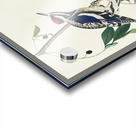 Yellow bellied Woodpecker Acrylic print