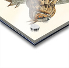 Long-eared Owl Acrylic print