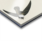 American Swift Acrylic print