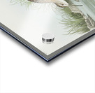 Pigmy curlew Acrylic print