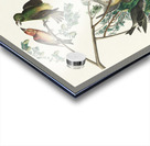 American Crossbill Acrylic print