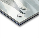 Fulmar Petrel Acrylic print