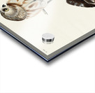 Little Owl Acrylic print