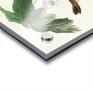 Swamp Sparrow Acrylic print