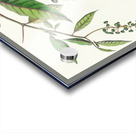 Worm eating Warbler Acrylic print