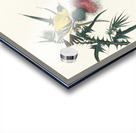 American Goldfinch Acrylic print