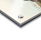 Red-breasted Snipe Acrylic print