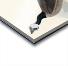 Hutchinss Barnacle Goose Acrylic print