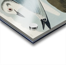 Kittiwake Gull Acrylic print