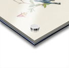 Black-throated Blue Warbler Acrylic print