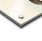 Purple Sandpiper Acrylic print