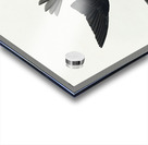 White-bellied Swallow Acrylic print