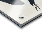 White-bellied Swallow Acrylic print