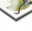 White-crowned Sparrow Acrylic print