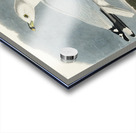 Common American Gull Acrylic print