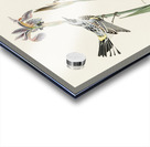 Yellow-crown Warbler Acrylic print