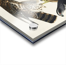 Goshawk and Stanley Hawk Acrylic print