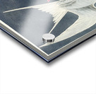 Great Tern Acrylic print