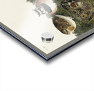 Shore Lark Acrylic print