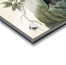 American Pied-billed Acrylic print