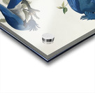 American Pied-billed Acrylic print