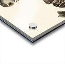 Tengmalms Owl Acrylic print