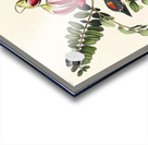 Piping Flycatcher Acrylic print