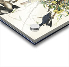 Mocking Bird Acrylic print