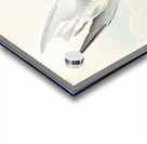 Black Tern Acrylic print