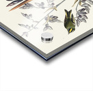 American Golden crested-Wren Acrylic print