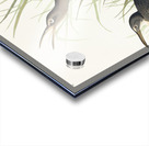 Salt Water Marsh Hen Acrylic print