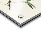 Prothonotary Warbler Acrylic print