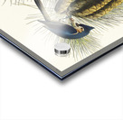 Crested Titmouse Acrylic print