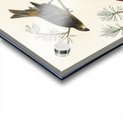 Pine Grosbeak Acrylic print